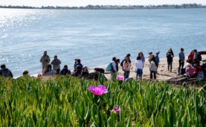 Photo of ice plant