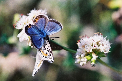 LA Nature