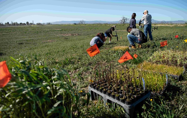 DeltaWetlandTidalRestoration