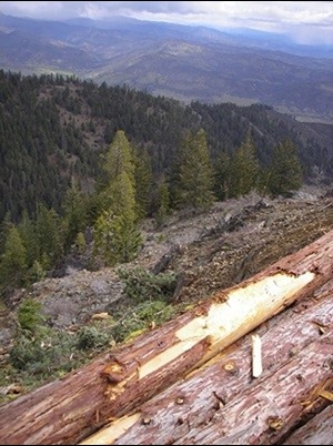 timber