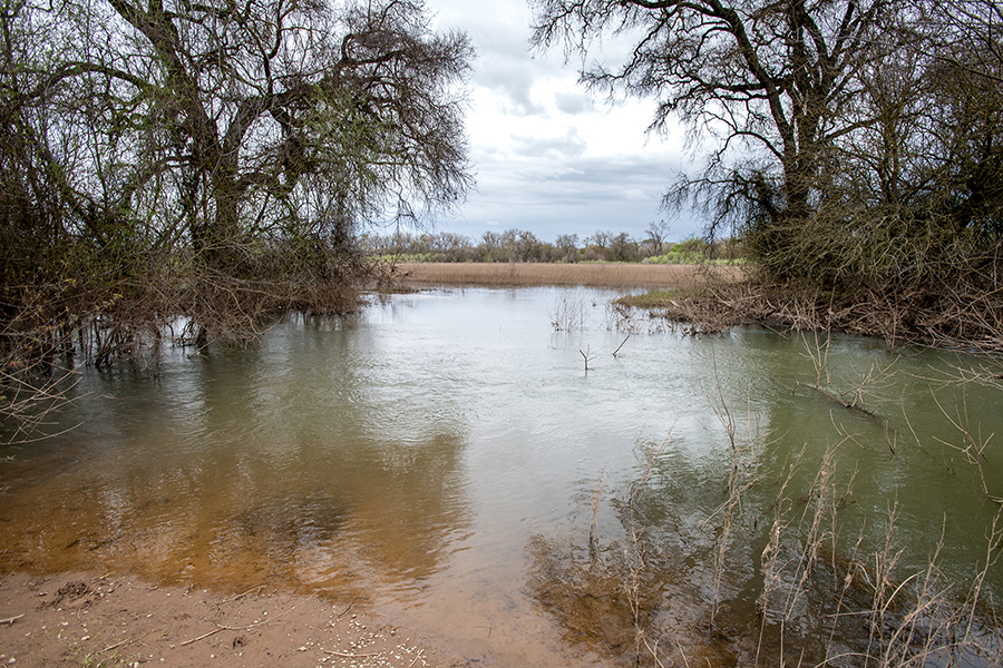 The Oneto-Denier Floodplain Restoration Project in the Cosumnes River Watershed near Galt.