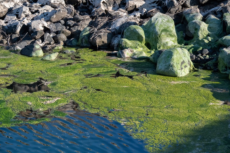 Algal blooms are spotted at Elderberry Forebay in Los Angeles County, California. Photo taken July 31, 2019.