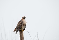 Red-tailed hawk on ledge