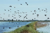 Birds fly over rice fields in Yuba County