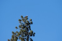bald eagle in tree near Lake Oroville