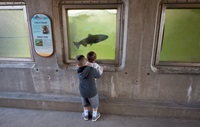 Children get an up-close look at salmon while touring the fish ladder at the Feather River Fish Hatchery