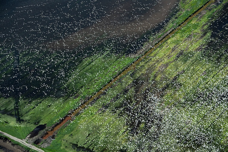 An aerial view of waterfowl flying over a flooded field due to recent winter storms in the Sacramento-San Joaquin River Delta in San Joaquin County, California.