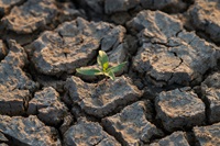 Plant life and parched earth are seen near the San Luis Reservoir’s shoreline in Merced County, Calif.