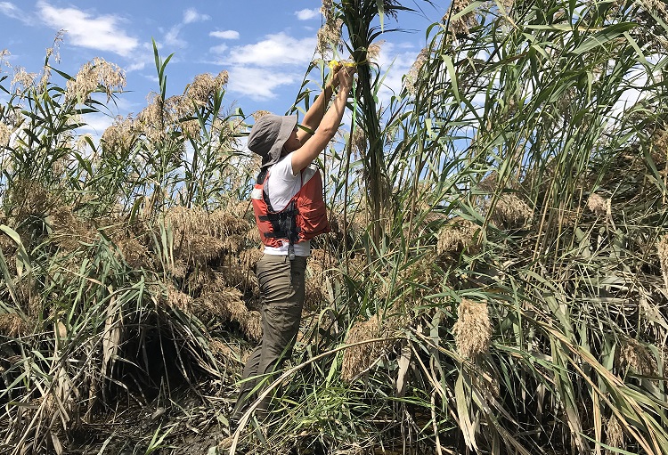 DWR scientists measure phragmites, an invasive grass, in Suisun Marsh. Phragmites crowds out other desirable plants from our restoration sites. 
