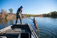  A fisheries technician conducts a salmon carcass survey in the Feather River in Oroville, 