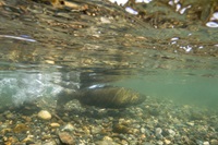 Salmon spawn in the feather river gravel restoration project area during the fall season in Oroville, Calif. on October 16th, 2014.