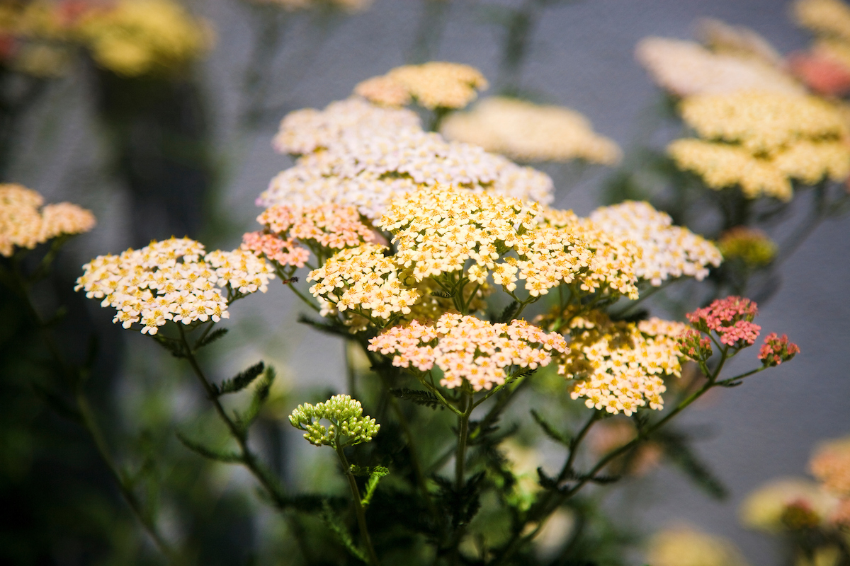 Why Garden With California Native Plants: Tips From DWR Landscape ...