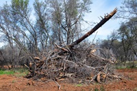 Fuel load management work, including controlled burns, is conducted by CalFire in conjunction with California Department of Water Resources at Loafer Creek State Recreation Area in Oroville, California. The work is part of the fuel load management program which reduces fire risk, protects public safety, and enhances forest and watershed health.