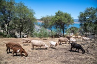 Sheep and goats graze on the hillside above Oroville Dam to reduce wildfire threat and bolster forest health on July 1, 2022.