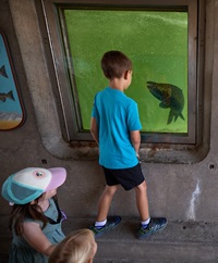 Children look through an underwater viewing window of a Chinook Salmon swimming up the fish ladder at the Feather River Fish Hatchery during the Oroville Salmon Festival in Oroville, California, September 23, 2023. The public was invited to tour the facility as part of the event. 