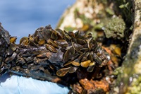 Golden mussels during surveys at O’Neill Forebay in Merced County. 