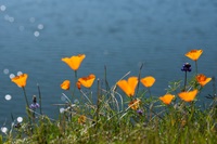 California Poppies bloom on a hillside near Lake Oroville in Butte County, California.