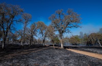 Controlled Burn at Loafer Creek State Recreation Area in Oroville, California