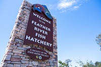 The Feather River Fish Hatchery in Oroville, California. Feather River Hatchery raises Chinook salmon and steelhead along the Feather River, just below Lake Oroville. Photo taken August 07, 2019.