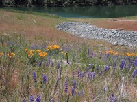 Land near Oroville Dam’s reconstructed main spillway are blooming with flowers and vegetation in areas which received an application of a hydroseed mix for site stabilization and erosion control in 2019. 