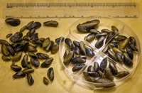 Invasive golden mussels are viewed at California Department of Water Resources labs in West Sacramento, Yolo County, California. Photo November 6, 2024.