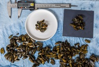 Golden mussel mobile lab staff perform hot water immersion studies to determine the minimum duration and temperature to kill adult mussels.