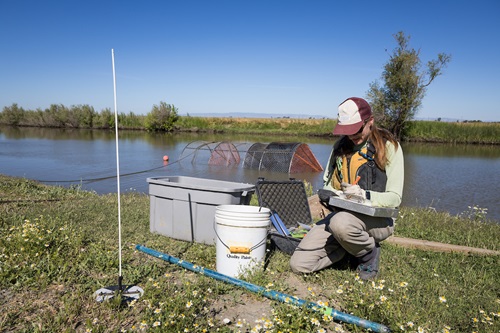 California Department of Water Resources Division of Integrated Science and Engineering Aquatic Ecology Unit Manager Nicole Kwan enters data collected from a fyke trap in the Yolo Bypass’ Toe Drain in Yolo County, California. Photo taken June 5, 2024.