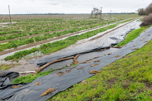 Two levee boils are surrounded by sandbags to stop water seepage in Sutter County. DWR/2017.