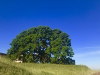 Large tree on hill
