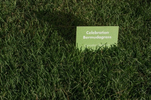 Celebration bermuda grass