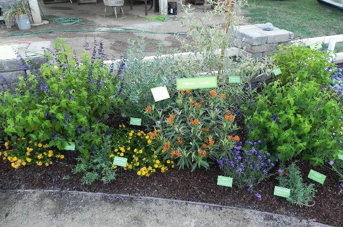 Pollinator garden