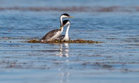 Western Grebes, seen on a nest, are shown in the Thermalito Afterbay.